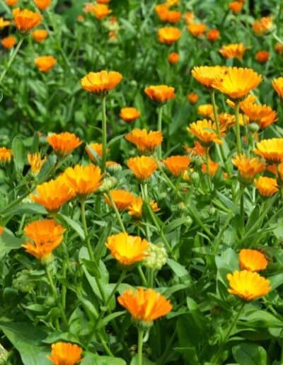 Calendula pianta medicinale