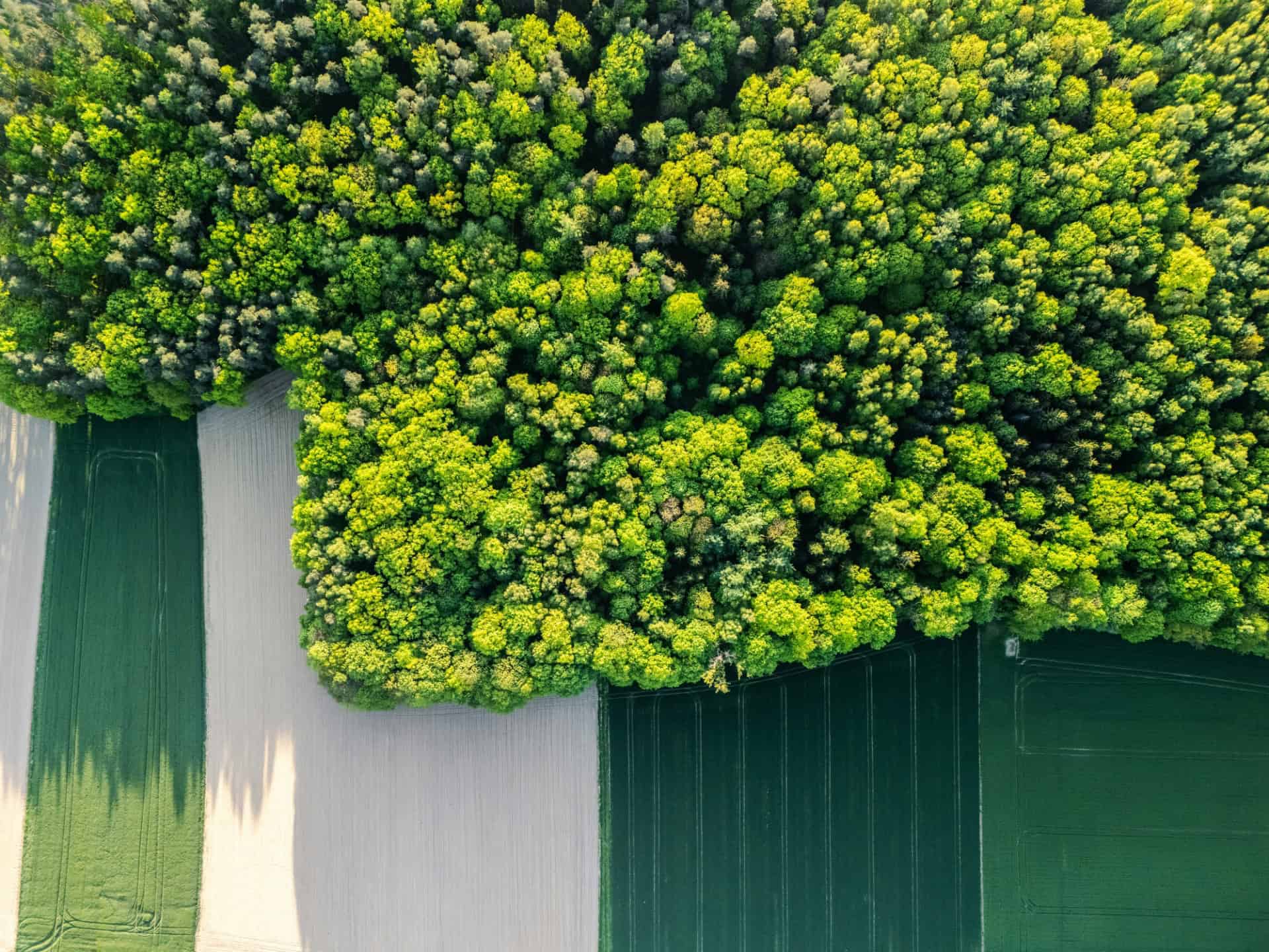 Esterno lido green wall